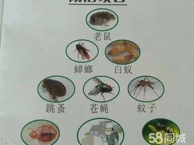 寶應(yīng)蟲害防治 專業(yè)滅鼠、滅蟑螂及除四害服務(wù)助力健康生活