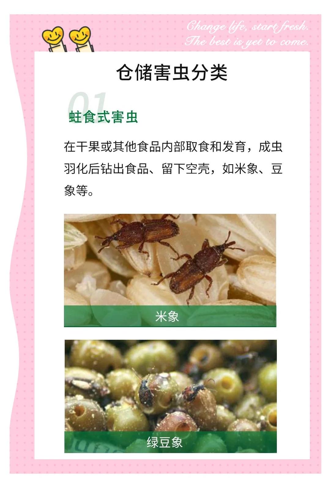 倉(cāng)儲(chǔ)蟲害防治 從環(huán)境到管理的全方位指南